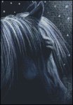 (image for) Still of the Night Horse